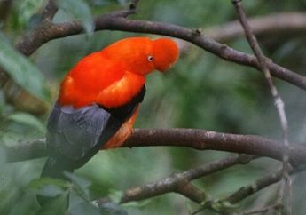 Punya Penampilan Menarik, Ini 5 Fakta Unik Burung Andean Cock of the Rock