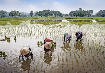 Mengapa Petani Menggunakan Caping saat di Sawah?