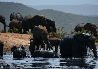 Memiliki Badan yang Besar, Apakah Gajah Bisa Berenang?