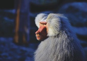 Termasuk Monyet Hidung Besar, Inilah Keunikan Babun dan Habitat Aslinya
