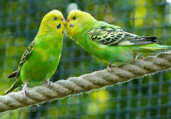 5 Fakta Unik dari Burung Parkit, dari Bulu Indah hingga Kecerdasannya