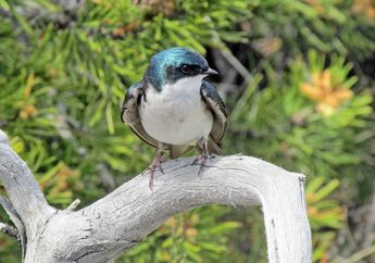 Terkenal Karena Sarangnya yang Mahal, Ini 5 Fakta Unik Burung Walet