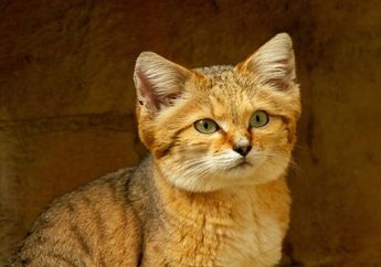 10 Fakta Menarik Kucing Pasir, Kucing yang Tinggal di Padang Pasir