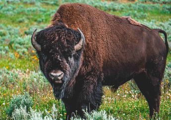 Menggali 6 Fakta Unik Bison, Hewan Besar yang Bisa Berlari Cepat