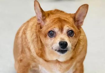Ditemukan Gemuk, Ternyata Anjing Ini Kelebihan Berat Badan Akibat Diberi Sosis dan Telur