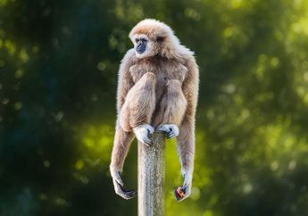 3 Jenis Hewan dengan Lengan Terpanjang di Dunia, Siapa Mereka?