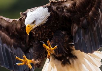 Unik, 5 Burung Ini Punya Cakar Besar untuk Memangsa, Apa Saja?
