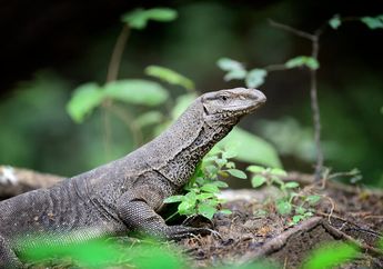 Jawab Soal Bahasa Indonesia Pertanyaan Cerita 'Legenda Putri Komodo', Kelas VI Kurikulum Merdeka, Bab 3