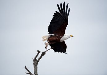 Tidak Mengunyah, Bagaimana Cara Burung Elang Botak Makan?