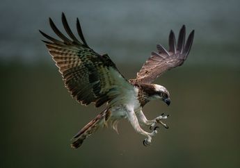 25 Jenis Burung Elang yang Dilindungi di Indonesia