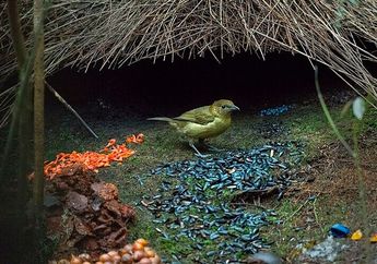 6 Hewan yang Punya Sarang Unik, dari Burung Namdur hingga Rayap