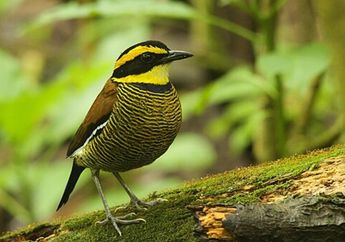 26 Jenis Burung Paok, Burung yang Dilindungi di Indonesia