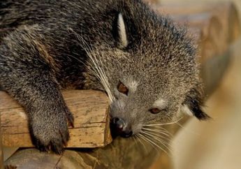 Kenapa Ekor Binturong Sangat Panjang?