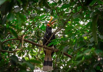 5 Fakta Unik Rangkong Badak, Burung yang Punya Cula Seperti Badak