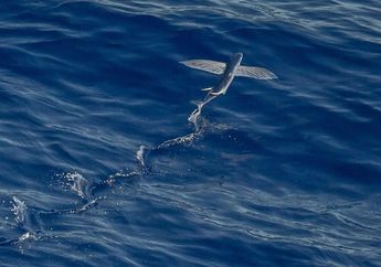 Termasuk Hewan Terunik, Inilah 5 Jenis Ikan yang Memiliki Sayap