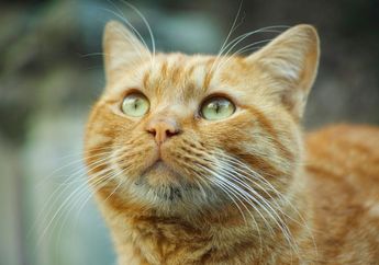 Berbeda dari Manusia, Bagaimana Cara Kucing Melihat Warna dengan Matanya?
