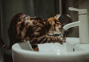 Mengapa Kucing Senang Minum Air di Toilet?