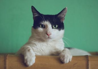 Mengapa Kucing Senang Mencakar?