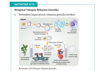 Jawab Soal Aktivitas 4.13 Mengenal Tahapan Rekayasa Genetika, Materi Biologi Kelas XII Kurikulum Merdeka