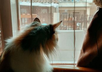 Mengapa Kucing Rumahan Senang Melihat ke Luar Jendela?