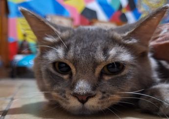 Apakah Kumis Kucing Bisa Menjadi Alat Navigasi?