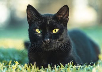 Benarkah Kucing Hitam Lebih Panjang Umur?