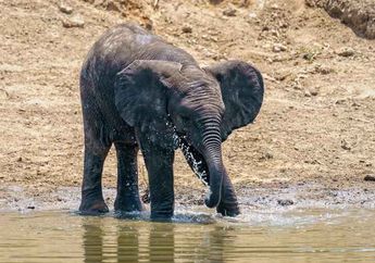 Berapa Banyak Air yang Bisa Disedot Gajah saat Minum?