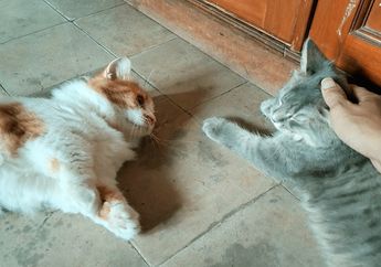 Apakah Kucing Bisa Terkena Penyakit Jantung?