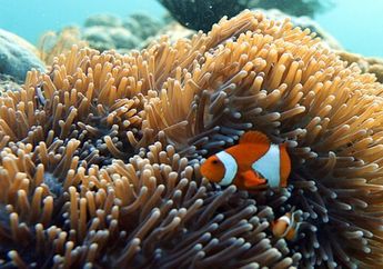 Kenapa Ikan Badut atau Ikan Nemo Dapat Hidup di antara Anemon Laut?