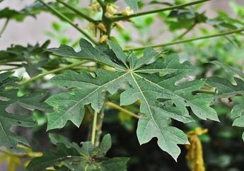 Benarkah Daun Pepaya Bisa Lembutkan Daging?