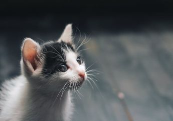 Mengapa Anak Kucing Senang Menggigit dan Mencakar?
