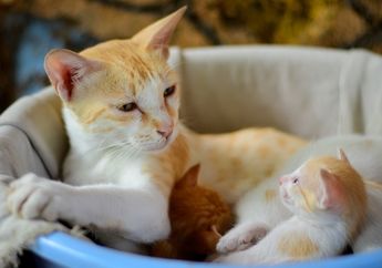 Mengapa Induk Kucing Suka Memindahkan Anak-anaknya?