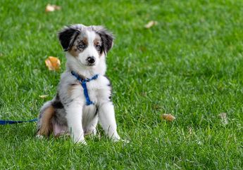 Mengapa Anjing Suka Mengendus saat Berjalan-jalan?