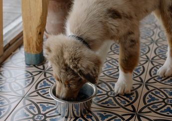 Apa Saja Buah-buahan yang Aman Dikonsumsi Anjing?