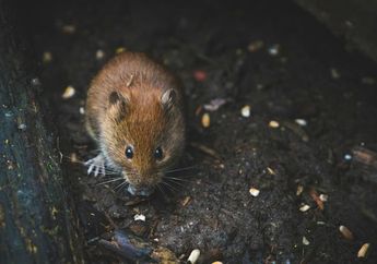 Apakah Keju Makanan Favorit Tikus?