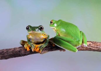 5 Hewan yang Melakukan Hibernasi, Cara Bertahan Hidup di Musim Dingin