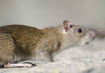 Apa yang akan Terjadi Jika Digigit Tikus?