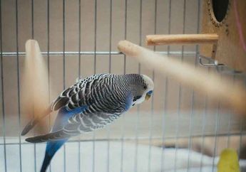 Mengapa Burung Peliharaan Tidak Boleh Diberi Makan Biji Apel?
