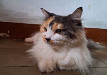Apakah Kucing Memiliki Gen Harimau?