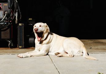 Apakah Jika Anjing Menguap Artinya Mengantuk?