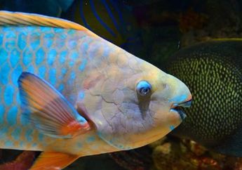 Berapa Banyak Gigi yang Dimiliki Parrotfish atau Ikan Kakatua?