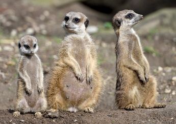 Kenapa Meerkat Hidup di Bawah Tanah?