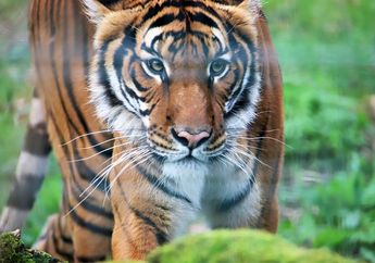 Bagaimana Cara Harimau Mengetahui Keberadaan Harimau Lain?