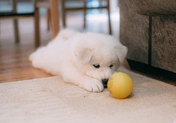 Kapan Waktu yang Tepat untuk Membawa Pulang Anak Anjing?