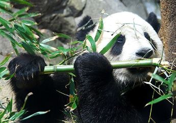 Benarkah Panda Memerlukan Waktu Selama 12 Jam untuk Makan?