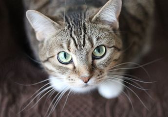 Apakah Kucing dapat Merasakan Emosi Manusia?