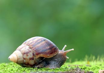 Kenapa Siput Mudah Ditemukan saat Musim Hujan?