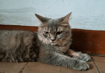 Apakah Kucing Bisa Merasakan Rasa Manis?