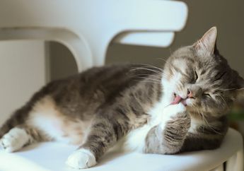 Mengapa Kucing Senang Menjilat Tubuh?
