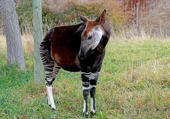 Sepupu Jerapah, Mengapa Okapi Tidak Berleher Panjang?